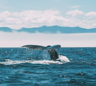 a whale tail flups out of the water