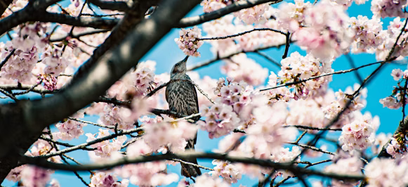 a bird sitting on a branch of a cherry blossom tree a bird sitting on a branch of a cherry blossom tree