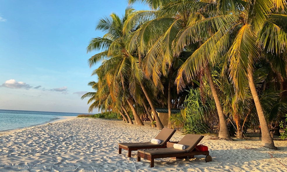 Brown wooden bench on beach during daytime