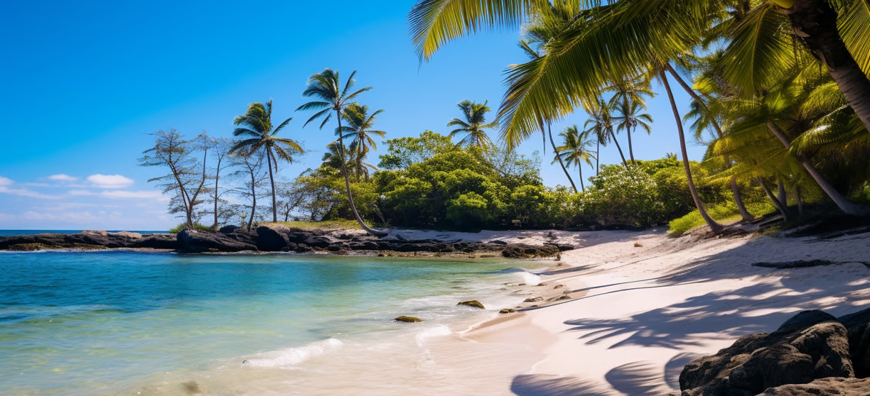 A beach with palm trees and a clear blue sky A beach with palm trees and a clear blue sky