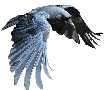 a Eurasian Jackdaws in flight against a black background.