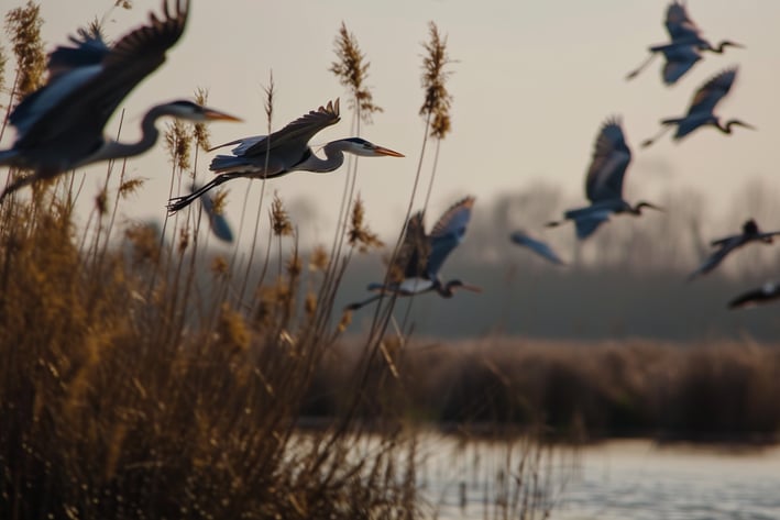 a flock of herons spotted by birdwatchers in the background on the marshlands of Po Delta in Italy.