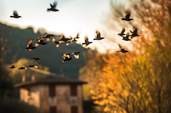 a flock of birds flying through Garfagnana in Italy..