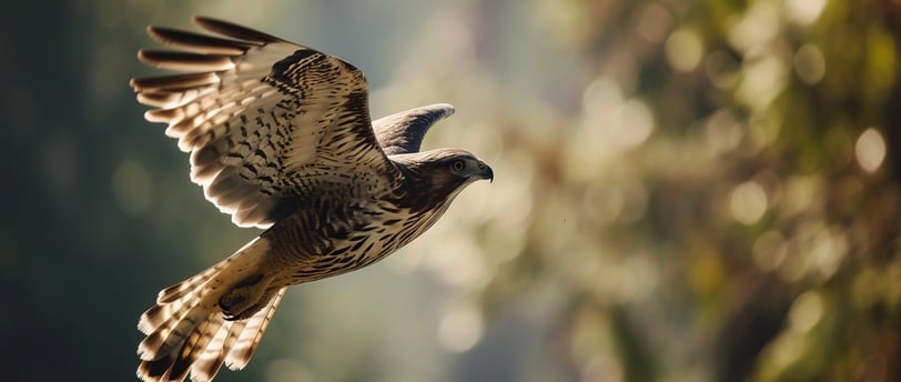 An Alpine bird in flight in the Japan Alps.