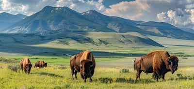 photo_of_national_bison_range_in_montana_usa