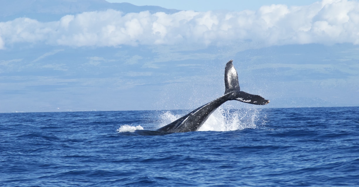 A humpback whale gracefully breaches the surface of the ocean, showcasing its majestic form against the blue waters.