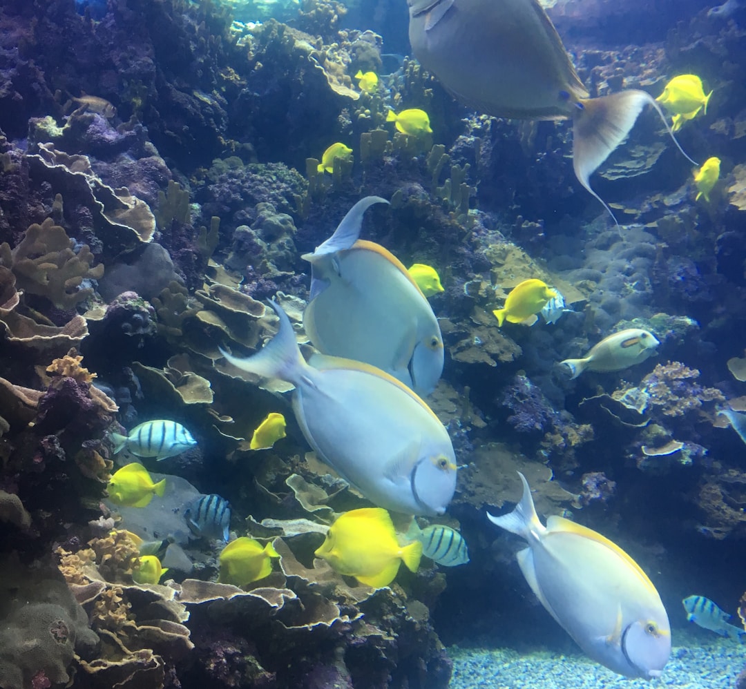 yellow and gray fish in water