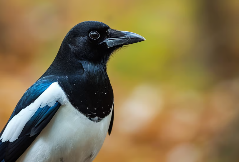 A macro shot of a Canadian magpie in the woods of Maple Ridge, Canada. A macro shot of a Canadian magpie in the woods of Maple Ridge, Canada.