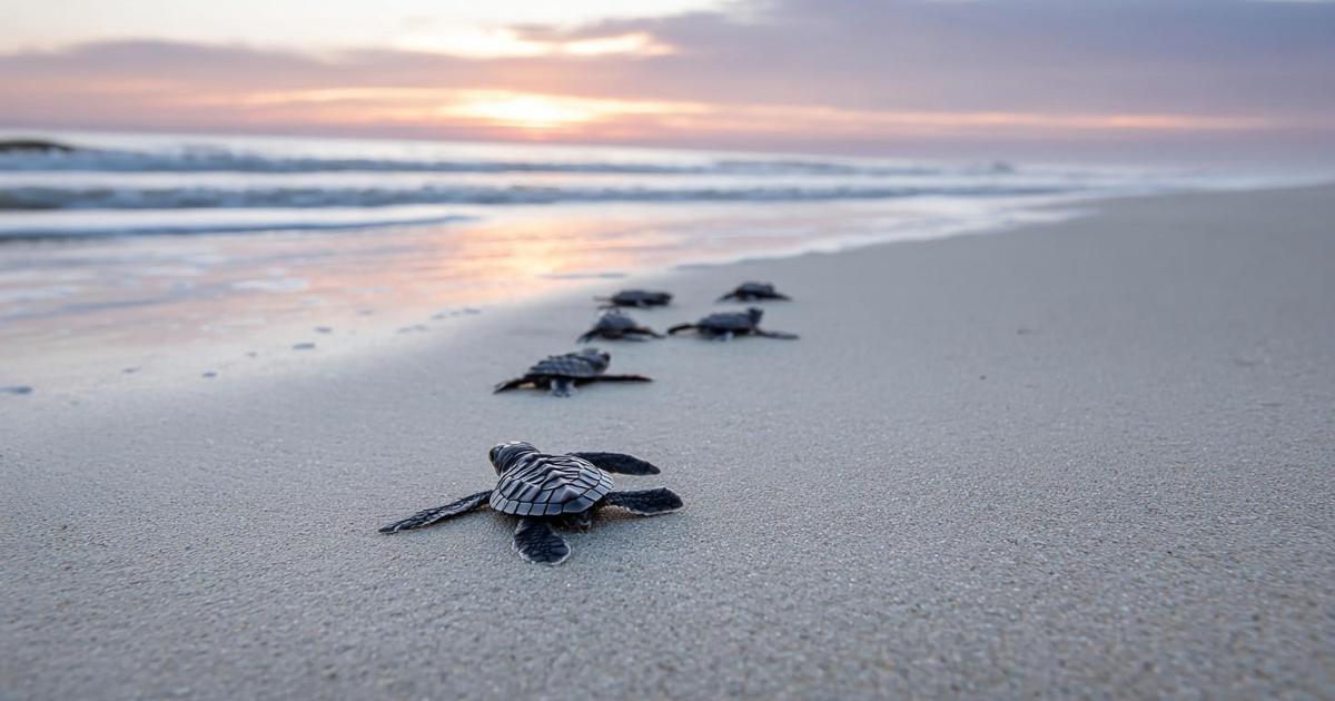 The Ultimate Guide to Gulf Coast Sea Turtle Nesting Season